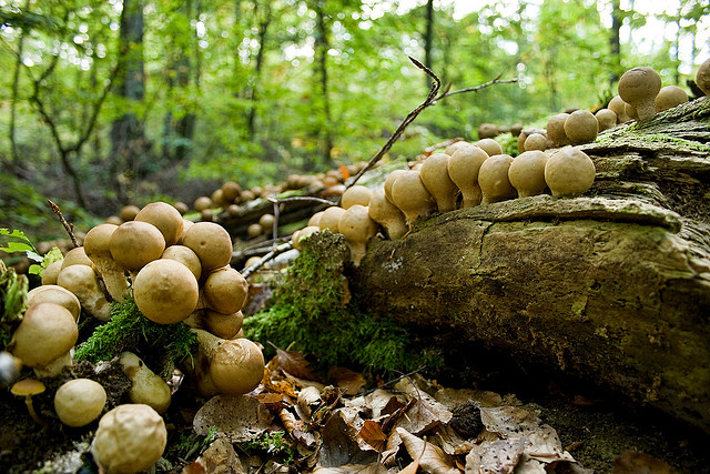 What are habitats of fungi?
